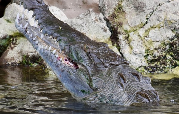 Crocodile swallowing its prey