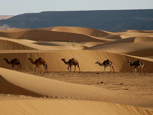 Mauritania camels walking through dunes in the desert.