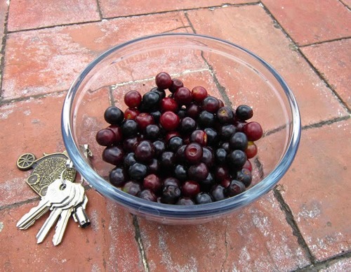 Capulines (chokecherry) fruit.