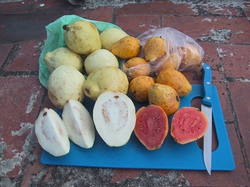 Guava fruit cut up at a market in Mexico.