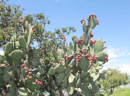 Tuna (prickly pear) fruit outside on a plant in field in Mexico.