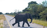Elephant crossing road in South Africa.