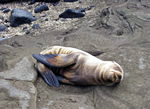 Galapagos Island sea lion pup sleeping on rocky beach.