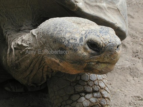 Voluntourism in the Galapagos saving the tortoise.