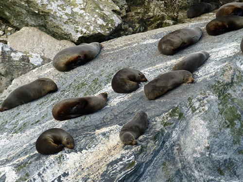 Seals resting from a climb on a rock in New Zealand.