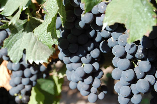 Grapes of Mendoza, Argentina.