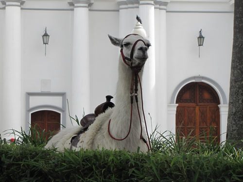 Llama in Parque Caldas of Popayan.