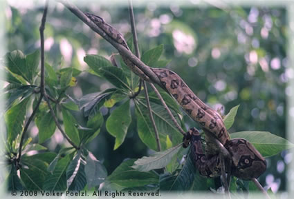 Amazon tree boa.