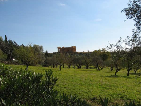 Olive trees in the Valley of the Temples.