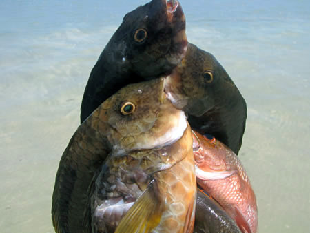 Rainbow fish in Brazil.