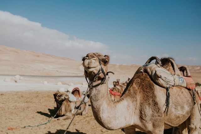 Negev Desert with camels in Israel.