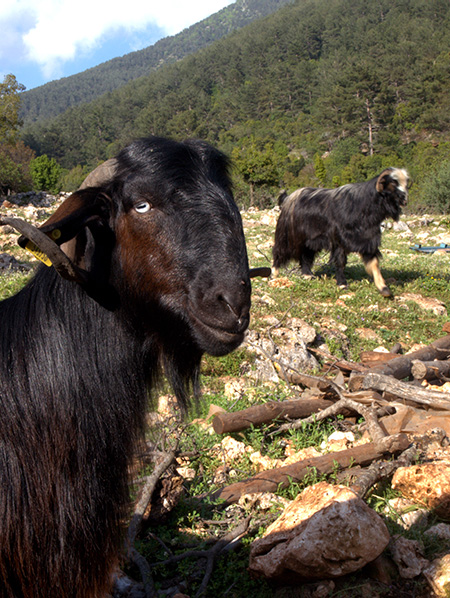 Goats wondering what I was doing there.