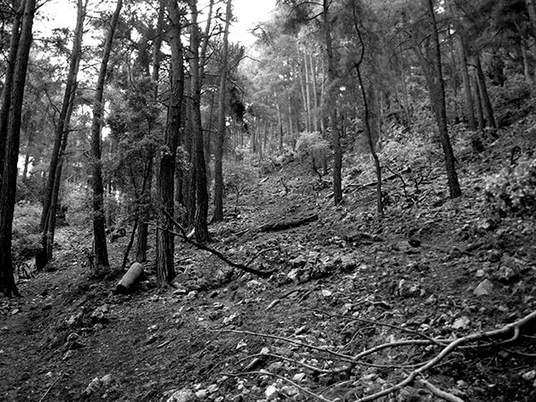 Turkish forest.