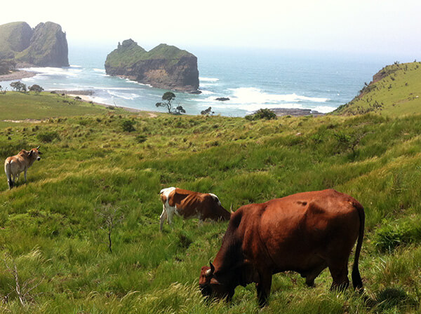 Cows in the pature before slaughter in South Africa.