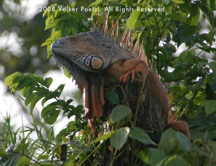 An alligator is an eye-catching photo subject.