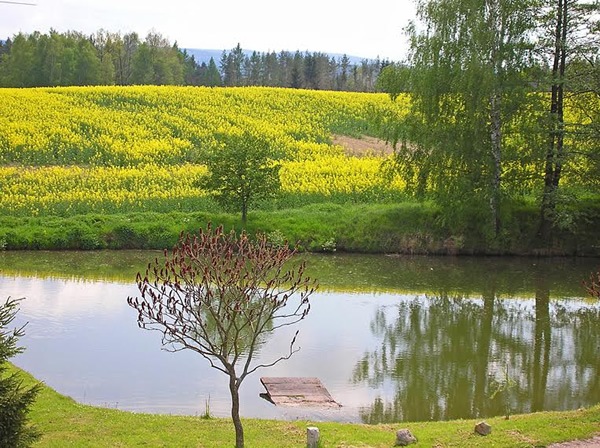 Spring office view of a pond surrounded by trees and green.