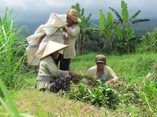 Harvesting in the rice fields of Bali.