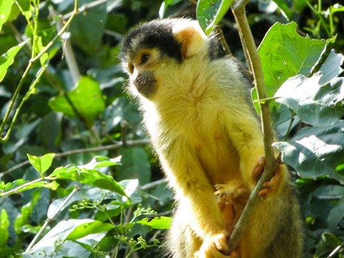 Monkeys in the jungle in Bolivia