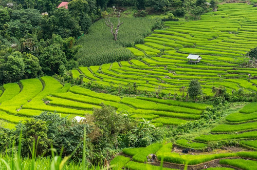 Rice fields not far from Chiang Mai, Thailand.