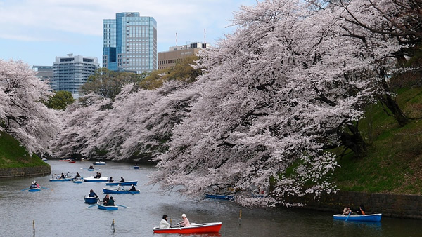 Spring in Tokyo, Japan rowing boats on a river with blooming cherry trees along the banks.