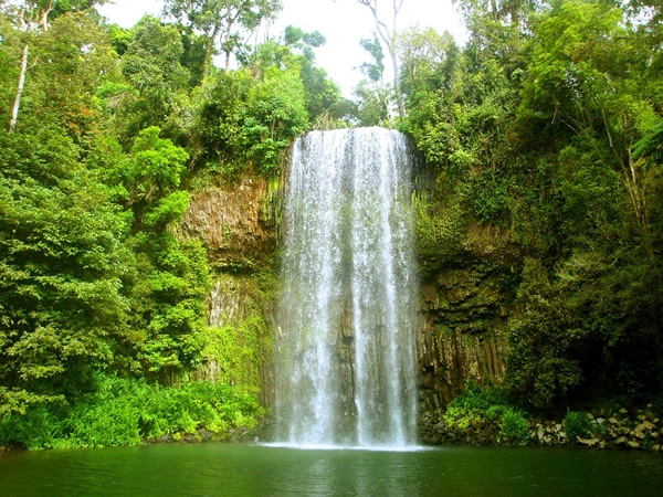 Preserving Australia rainforests.