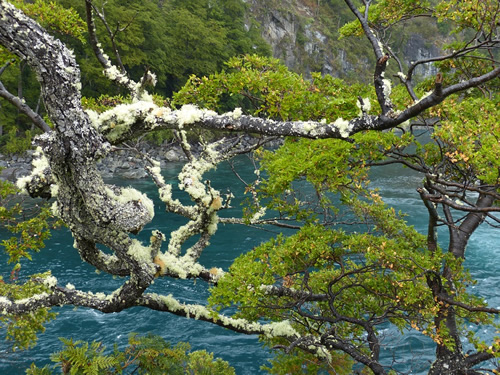 River in Chile with trees.