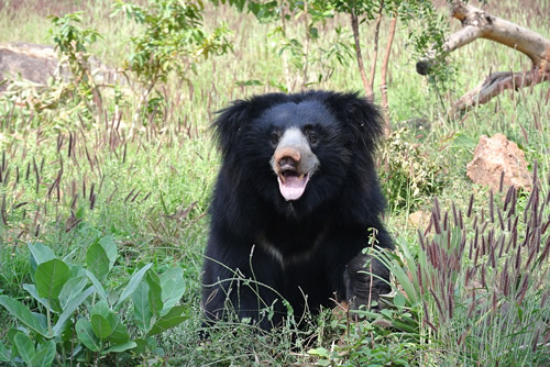 A bear in sanctuary in India.