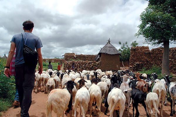 Herd of sheep in Dogon village.