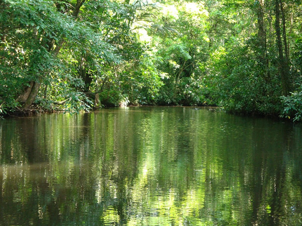 A jungle in Costa Rica.