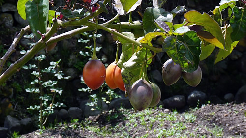 Volunteer in Latin America picking fruit.