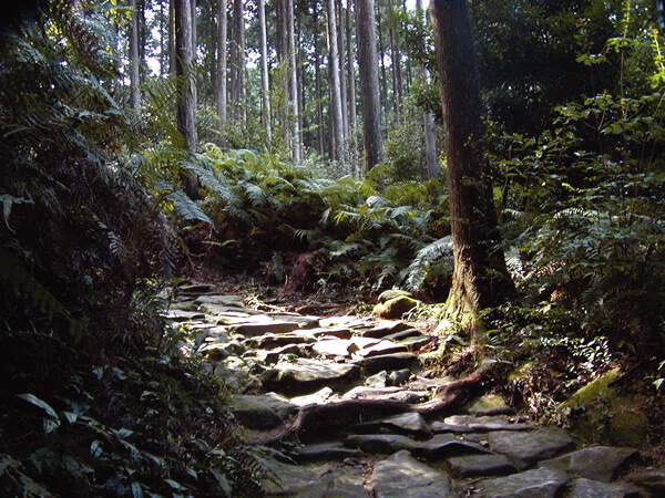 Magose Pass Road, Owase-shi on a green and lush Kumano hike in Japan.