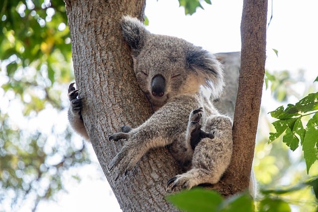 A koala bear hugging a tree near Brisbane, Australia.