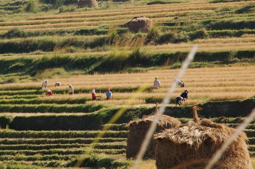 An agricultural scene of Bhutanese farmers harvesting in green, lush fields.