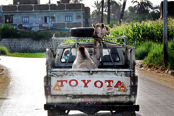 Flatbed with camel on a road in Egypt.