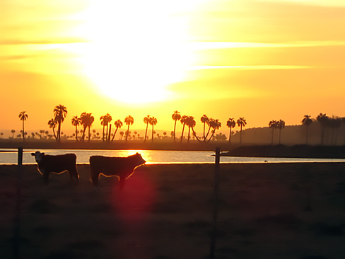 Cows at sunset with palm trees in the background in Uruguay.